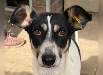 ♥AMANDA♥ süße, anhängliche, verschmuste und unkomplizierte Hündin 54 cm