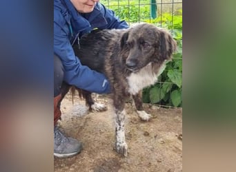 ♥LOTTA♥ wunderschöne, sensible, noch etwas unsichere Hündin, die sich langsam aufgibt 57 cm
