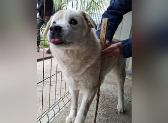 ♥FRANZ♥ ganz lieber, ruhiger, dankbarer Plüschhund, der ein Leben voller Entbehrungen hatte 52 cm