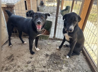 ♥TABEA♥ so liebe,verschmuste, lustige Hündin,die von ihrem Besitzer im Tierheim abgegeben wurde 57cm