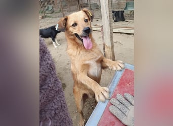 ♥JAKOB♥ süßer, anhänglicher Rüde voller Emotionen, der so viel Herz und Lebensfreude hat 56 cm