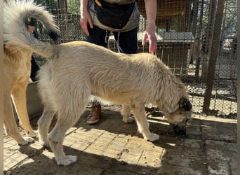 ♥SUMMER♥ unfassbar zutrauliche, anhängliche Hündin mit ihrem einzigartigen Aussehen 57 cm