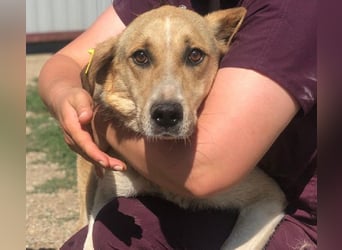 NOTFALL ♥MINELLA♥ anfangs noch vorsichtige, liebe, hübsche Hündin, die gemobbt wird 50-55 cm