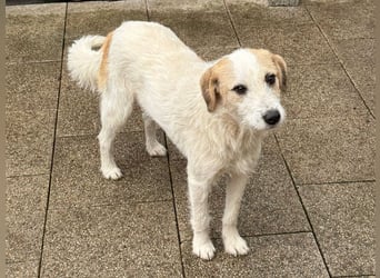 ♥MARLON♥ auf Pflegestelle bei Köln - hübscher, sehr menschenbezogener, kluger und aktiver Rüde 54 cm