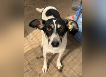 ♥AMANDA♥ süße, anhängliche, verschmuste und unkomplizierte Hündin 54 cm