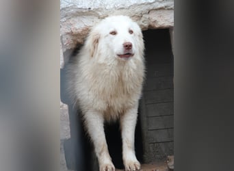 ⭐️DEXI⭐️, schüchterne Schönheit, Hündin, 1,5 Jahre, ca. 55cm, Mischling, Tierschutz Rumänien