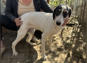 ♥LAILA♥ anfangs noch schüchterne, sehr hübsche Tricolor-Hündin mit feinen Dalmatinerflecken 51 cm