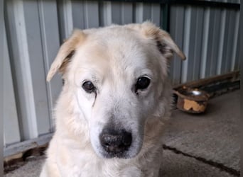 ♥FRANZ♥ ganz lieber, ruhiger, dankbarer Plüschhund, der ein Leben voller Entbehrungen hatte 52 cm