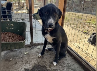 ♥TESSA♥ so liebe, zarte, sensible Hündin, die von ihrem Besitzer im Tierheim abgegeben wurde 58 cm