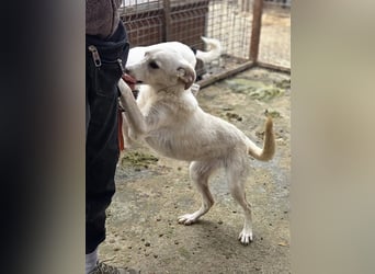 ♥BIANCA♥ fröhliche, verspielte und verschmuste Junghündin, die sich nach Zuwendung sehnt 55 cm