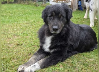 ♥SVENJA♥ neu auf Pflegest bei Leverkusen - wunderschöne, verschmuste Hündin mit längerem Fell 54cm