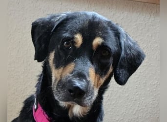 ♥STELLA♥ auf Pflegestelle bei Leverkusen -unglaublich menschenbezogene, aktuell zu dünne Hündin 60cm