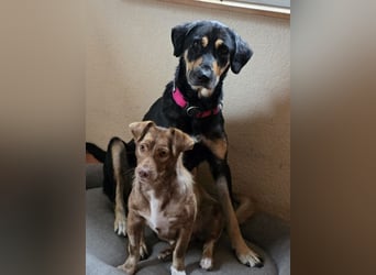 ♥STELLA♥ auf Pflegestelle bei Leverkusen -unglaublich menschenbezogene, aktuell zu dünne Hündin 60cm