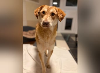 ♥GHANDI♥ neu auf Pflegestelle bei Köln - wunderbarer, ganz menschenbezogener Rüde 57 cm