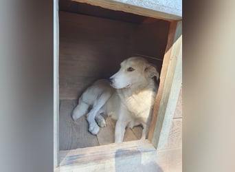 ♥CINDY♥ wunderschöne, neugierige Hündin, die noch unsicher im Umgang mit Menschen ist 54 cm