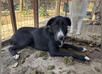 ♥TESSA♥ so liebe, zarte, sensible Hündin, die von ihrem Besitzer im Tierheim abgegeben wurde 58 cm