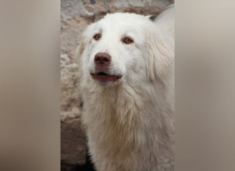 ⭐️DEXI⭐️, schüchterne Schönheit, Hündin, 1,5 Jahre, ca. 55cm, Mischling, Tierschutz Rumänien