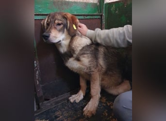 ♥MARLIN♥ ruhiger, lieber, vorsichtiger Rüde, der im Tierheim völlig überfordert ist 52 cm