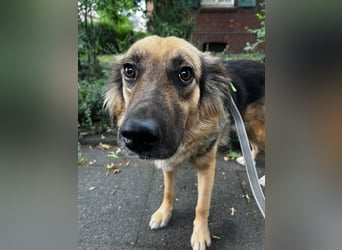 DIANA, coole Begleiterin, 4 Jahre, 55 cm, Pflegestelle Duisburg, Tierschutz Rumänien