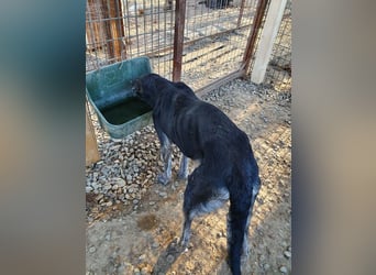 ♥SICCO♥ zu dünner, verschmuster, sehr menschenbezogener Rüde 60 cm