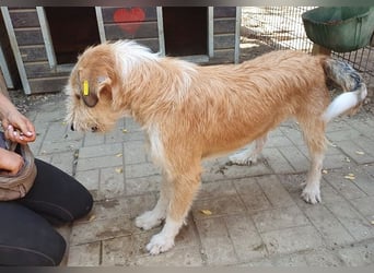 ♥CHAP♥ hübscher, ganz zutraulicher und neugieriger Gute-Laune-Hund 57 cm
