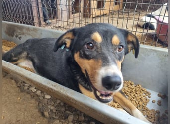 ♥KNOSPE♥ unterwürfige, ganz liebe und herzliche Hundedame 56 cm