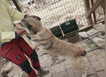 ♥QUENTIN♥ unglaublich menschenbezogener, verschmuster Rüde, der schon ein Zuhause hatte 55 cm
