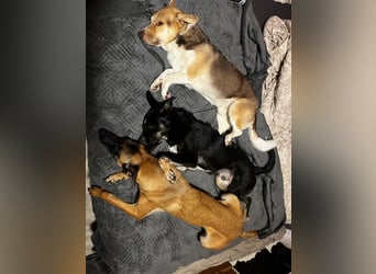 UTAX, lieber Musterschüler, Pflegestelle Duisburg, 9 Monate, 47 cm, Mischling, Tierschutz Rumänien
