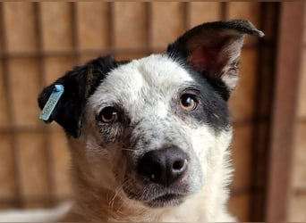 ♥KOBOLD♥ neu auf Pflegestelle in Essen - hübscher, sehr lieber Rüde 51 cm
