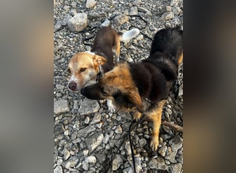 DIANA, coole Begleiterin, 4 Jahre, 55 cm, Pflegestelle Duisburg, Tierschutz Rumänien