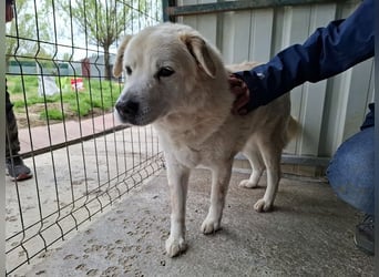 ♥FRANZ♥ ganz lieber, ruhiger, dankbarer Plüschhund, der ein Leben voller Entbehrungen hatte 52 cm