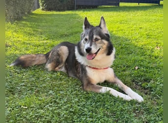 PUCKI, Husky-Border Collie-Mix, 7 Jahre, 60 cm, Pflegestelle Düsseldorf, Tierschutz