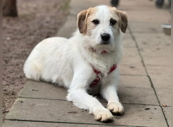 ♥MARLON♥ auf Pflegestelle bei Köln - hübscher, sehr menschenbezogener, kluger und aktiver Rüde 54 cm