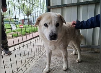 ♥FRANZ♥ ganz lieber, ruhiger, dankbarer Plüschhund, der ein Leben voller Entbehrungen hatte 52 cm