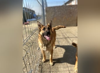 ⭐️TINNI⭐️, tolle Malinois-Mix Hündin, 1 Jahr, 53 cm, Mischling, Tierschutz Rumänien