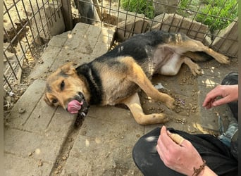 ♥VITA♥ sehr zutrauliche, liebe, neugierige Schmusebacke 52 cm