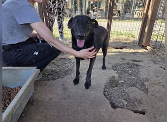 ♥DORINA♥ unglaubliche liebevolle, verschmuste Hündin, die die menschliche Nähe so vermisst 53 cm