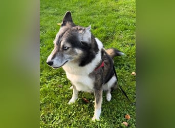 PUCKI, Husky-Border Collie-Mix, 7 Jahre, 60 cm, Pflegestelle Düsseldorf, Tierschutz