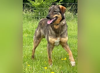 AMY, liebe Frohnatur, 2,5 Jahre, 59 cm, Mischling, Pflegestelle 57635, Tierschutz Rumänien