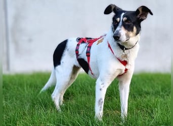 ♥AMANDA♥ auf Pflegestelle in Köln - süße, verschmuste und unkomplizierte Hündin 54 cm