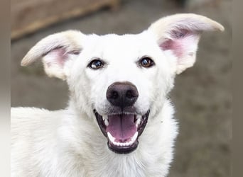 ♥BIANCA♥ fröhliche, verspielte und verschmuste Junghündin, die sich nach Zuwendung sehnt 55 cm