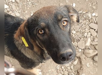 ♥MATTEO♥ wunderschöner, verschmuster, anhänglicher Junior mit leuchtend braunen Augen 52 cm