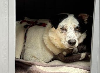 ♥KOBOLD♥ auf Pflegestelle in Essen - hübscher, ganz lieber, sensibler Hundejunge 51 cm
