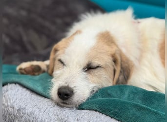 ♥MARLON♥ auf Pflegestelle bei Köln - hübscher, sehr menschenbezogener, kluger und aktiver Rüde 54 cm
