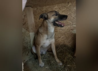 ⭐️FRIDO⭐️, schüchterner Kerl, 4,5 Jahre, 54 cm, Mischling, Tierschutz Rumänien