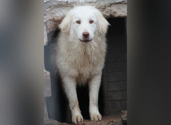 ⭐️DEXI⭐️, schüchterne Schönheit, Hündin, 1,5 Jahre, ca. 55cm, Mischling, Tierschutz Rumänien