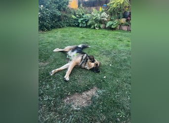 DIANA, coole Begleiterin, 4 Jahre, 55 cm, Pflegestelle Duisburg, Tierschutz Rumänien