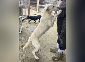 ♥BIANCA♥ fröhliche, verspielte und verschmuste Junghündin, die sich nach Zuwendung sehnt 55 cm