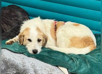 ♥MARLON♥ auf Pflegestelle bei Köln - hübscher, sehr menschenbezogener, kluger und aktiver Rüde 54 cm