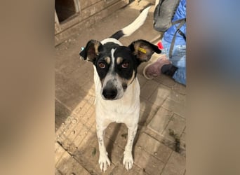 ♥AMANDA♥ süße, anhängliche, verschmuste und unkomplizierte Hündin 54 cm